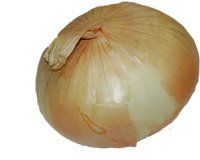 Whole onion before dicing